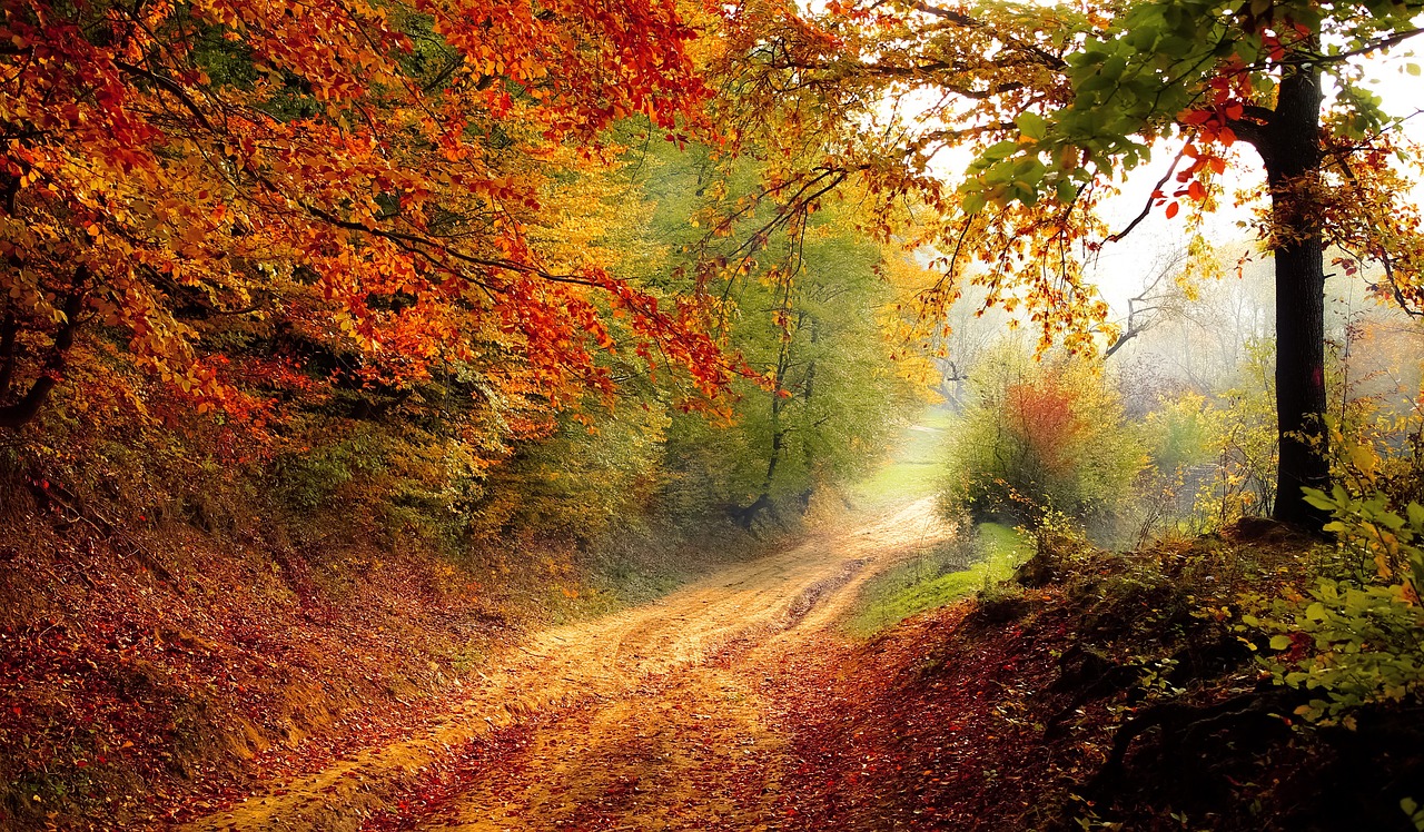 road, forest, fall