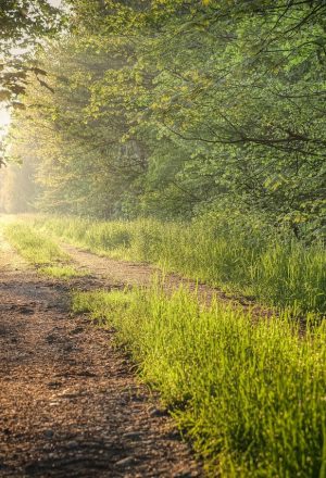 meadow, path, trees, grass, sunrise, morning light, backlighting, sunbeams, spring, landscape, nature, bavaria, green, leaves, forest path, path, path, path, path, path, trees, grass, grass, grass, forest path, forest path, forest path